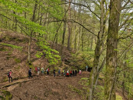 Waldwanderung bei der Moselsteig Jubiläumstour Saar-Obermosel © Saar-Obermosel-Touristik Wandergruppe auf einem Waldweg