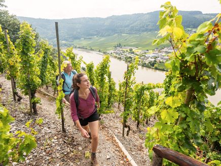Mehring, Hinauf zum Huxlayplateau auf dem Moselsteig © Mosellandtouristi GmbH / Dominik Ketz Wanderpaar beim Erklimmen eines Weinberges