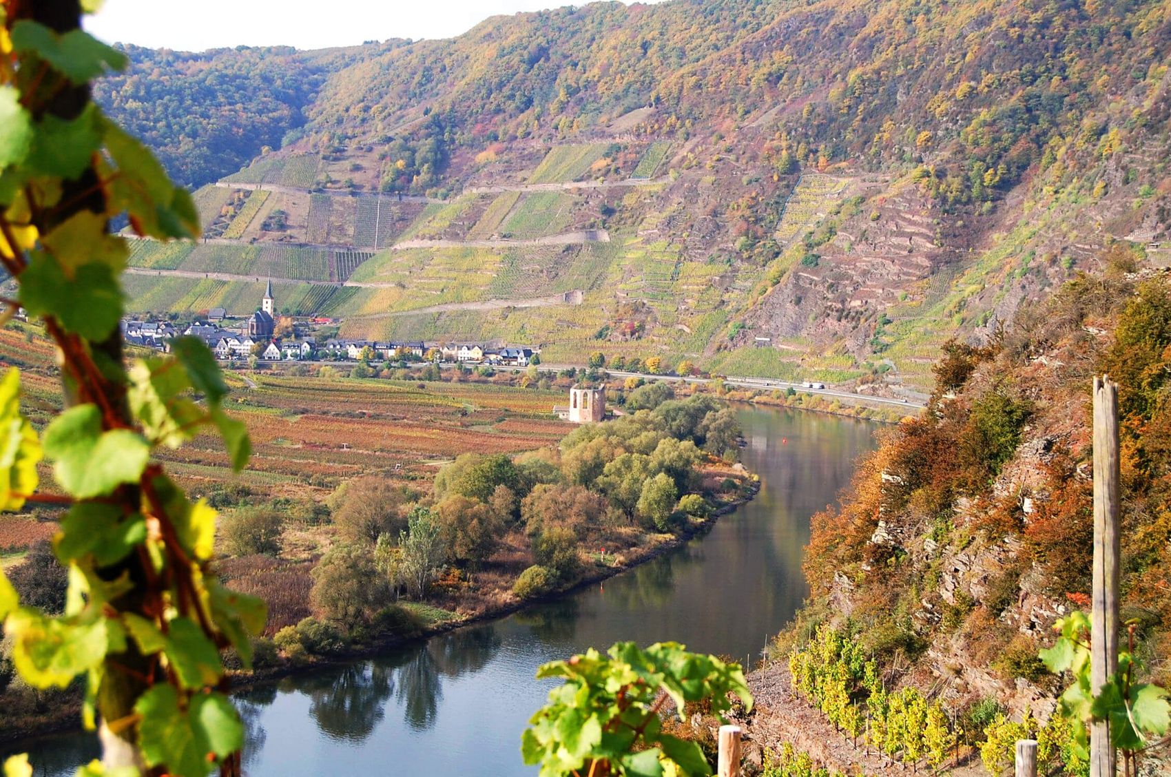 Bremm, Steillagen erleben am Bremmer Calmont © Mosellandtouristik GmbH Blick von den Steillagen des Bremmer Calmont auf das Moseltal.