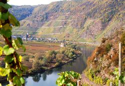 Bremm, Steillagen erleben am Bremmer Calmont © Mosellandtouristik GmbH Blick von den Steillagen des Bremmer Calmont auf das Moseltal.