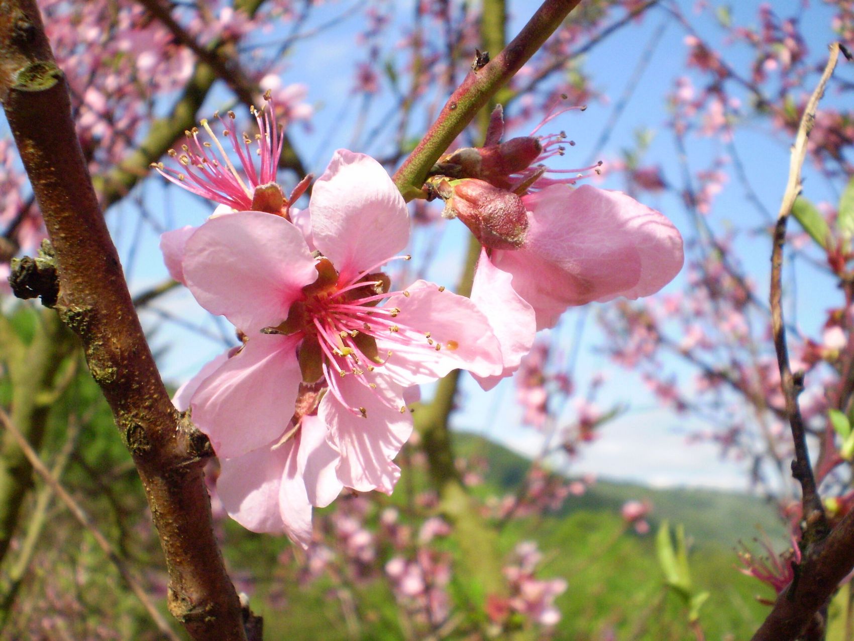 Pfirsichblüte an der Mosel © Pfirsichhof Neef Eine einzelne rosa Pfirsichblüte im Fokus.