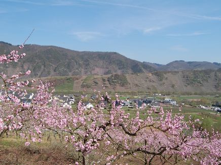 Mosel Weinbergspfirsich Blüte, Bremm_c_C.Heinen
