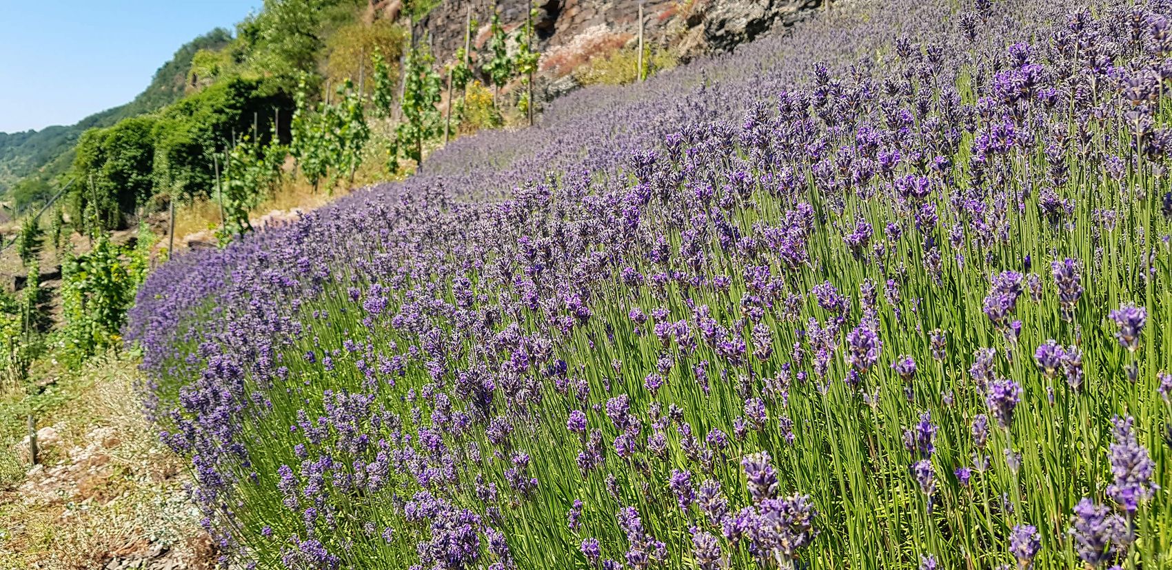 Lavendel an der Mosel © Mosellandtouristik GmbH Ansicht auf ein Lavendel an der Mosel.