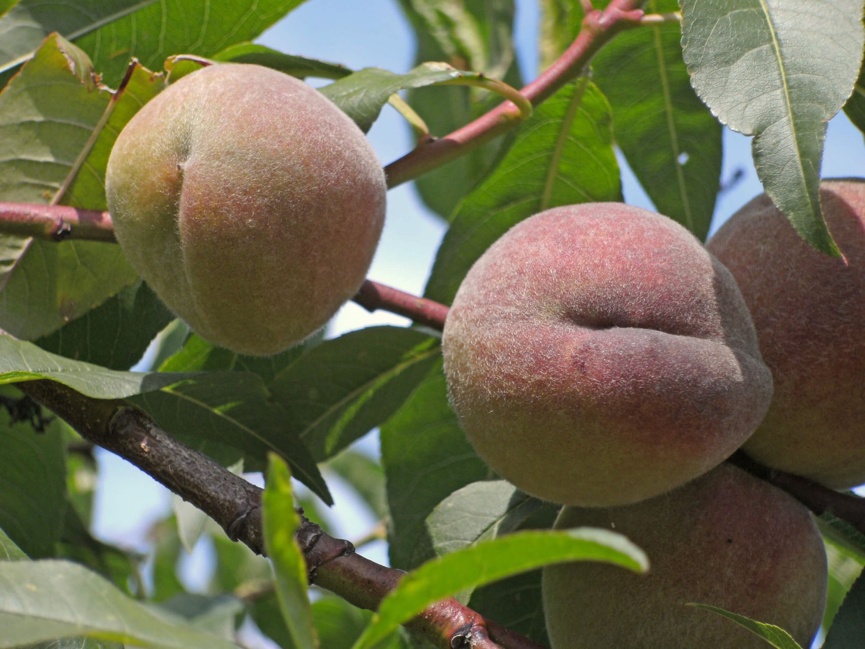 Frucht des roten Moselweinbergpfirsich © Ferienland Cochem Pfirsichfrüchte am Baum