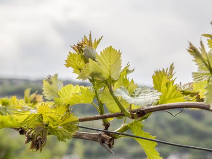 Weinreben im Weinberg Auf dem Bild befindet sich eine Weinrebe im Weinberg. Man sieht schon die Knospen - wie sie sich weiterentwickelt.