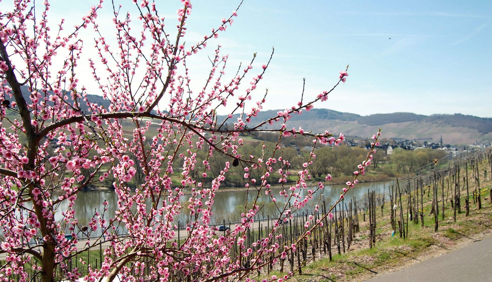 Ürzig, Weinbergpfirischblüte © Mosellandtouristik GmbH/Christiane Heinen Ansicht auf die Weinbergpfirischblüte in Ürzig.