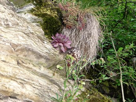 Erden, Weinerlebnistour, Hauswurz © Carmen Sadowski Ansicht auf einen Hauswurz während einer Erlebnistour durch die Weinberge bei Erden.